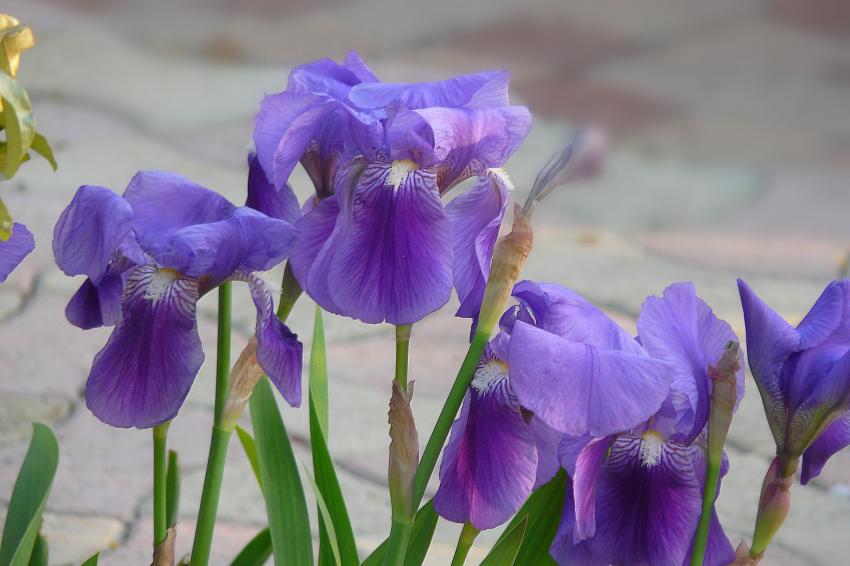 Quelques iris