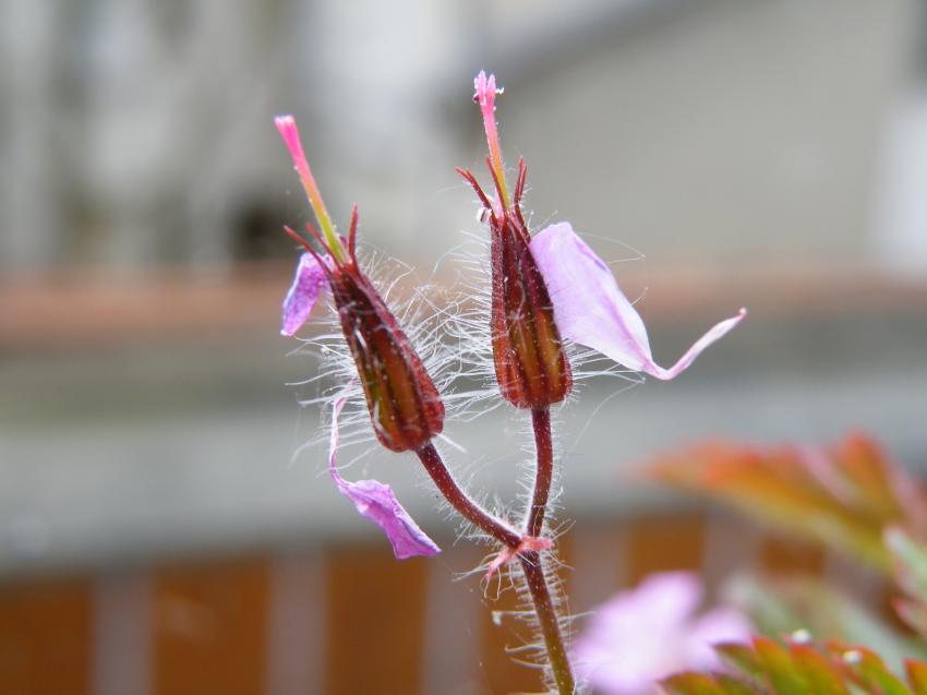 fleur