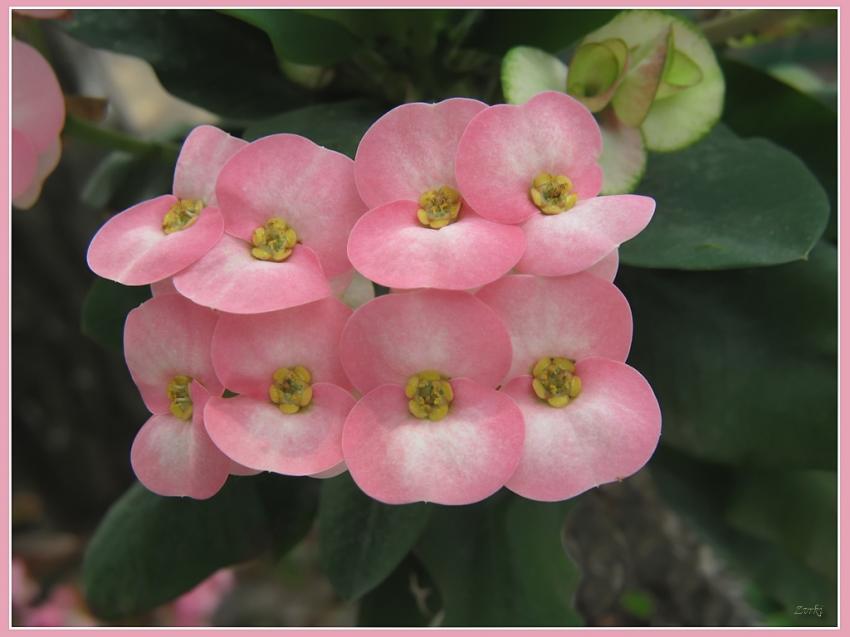 Fleurs 21710