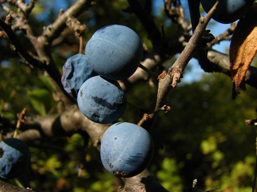 Fruits du prunellier