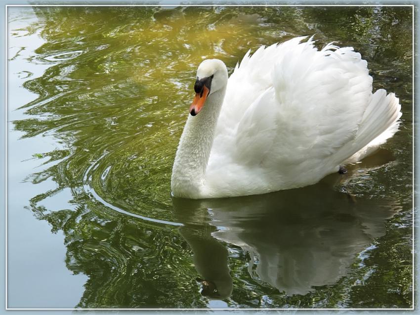 Cygne 80509