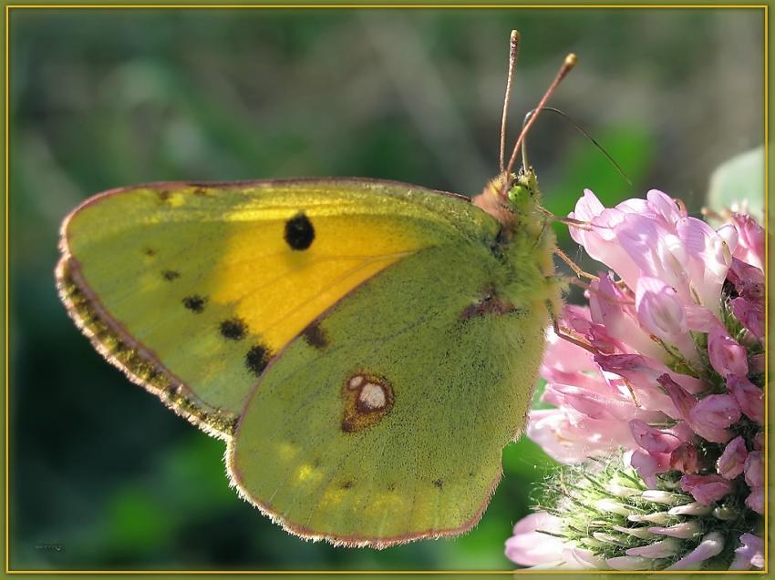 Papillon Fluore 