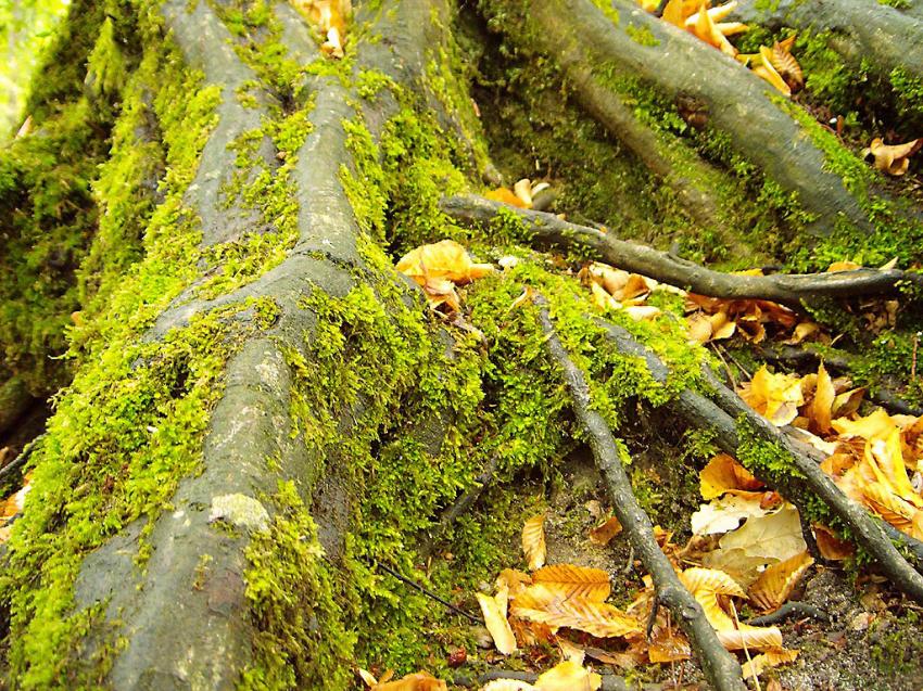 Fond d'cran Nature 