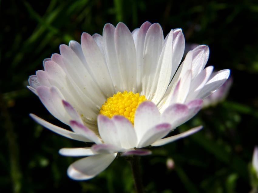 Marguerite alias Paquerette