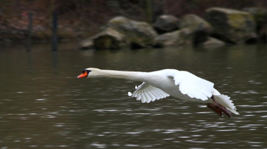 Le vol du cygne (4)