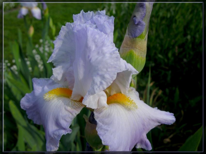 Iris