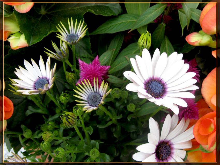 Fleurs