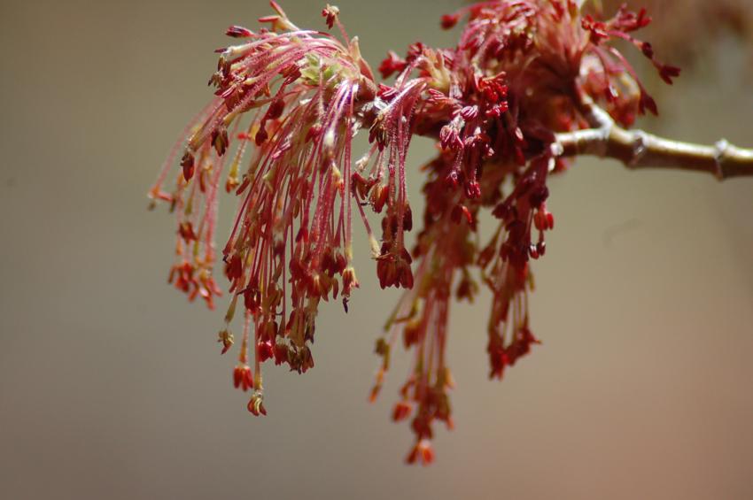 en fleurs