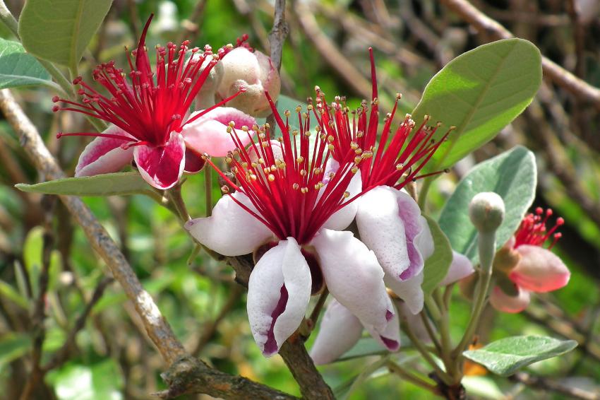 Le feijoa est en fleurs