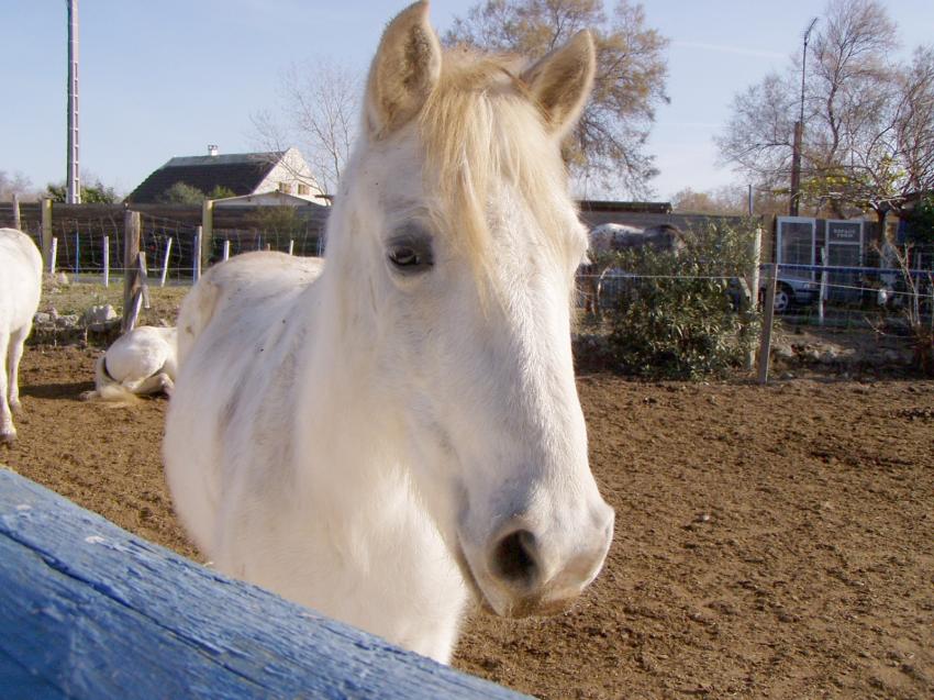 cheval