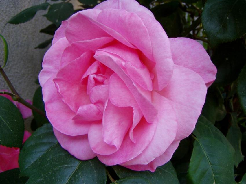 ma rose