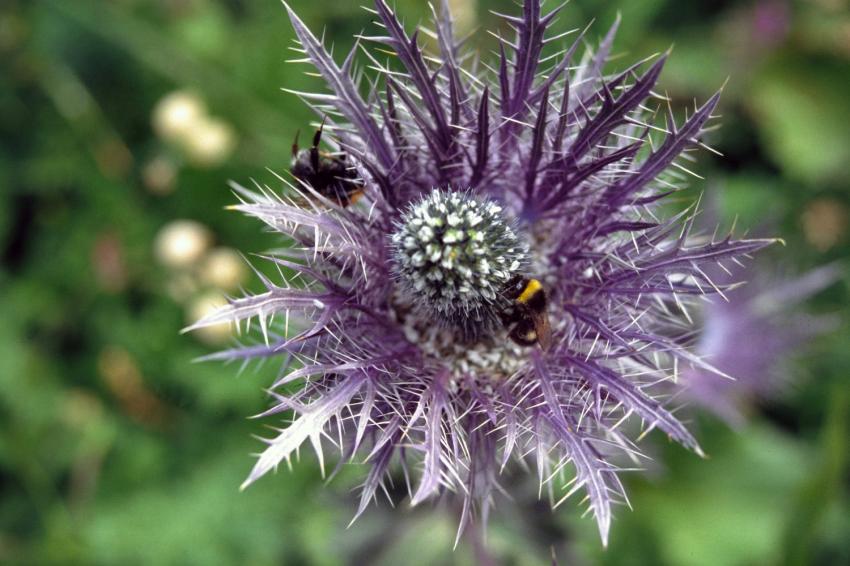 Panicaut des Alpes