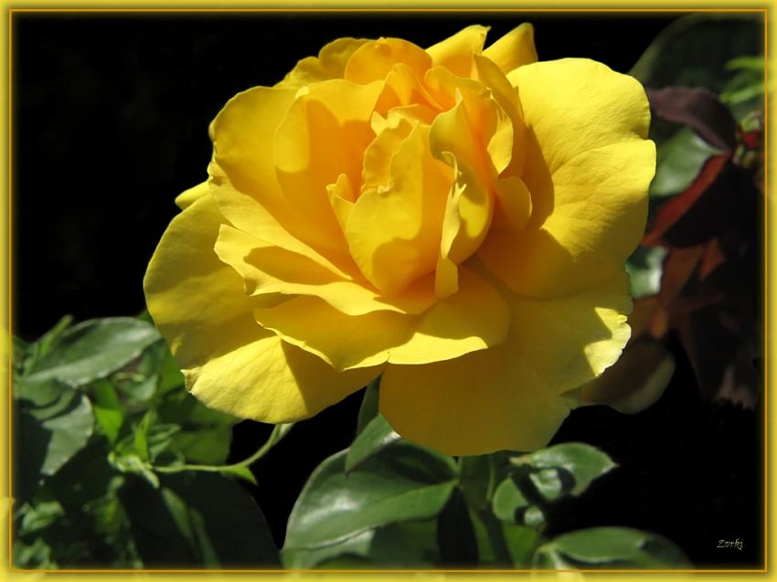 Rose 1710