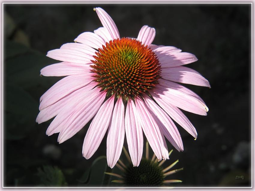 Fleur 10710