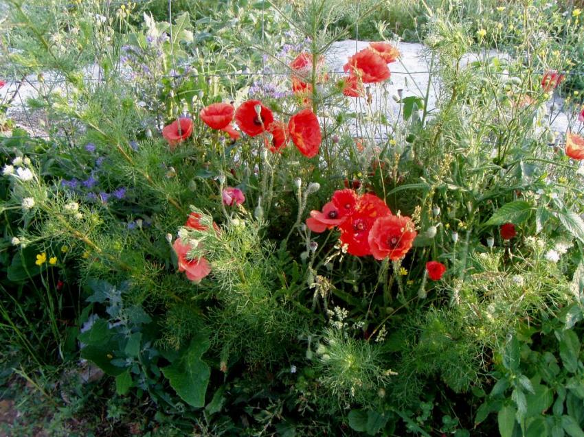 fleurs