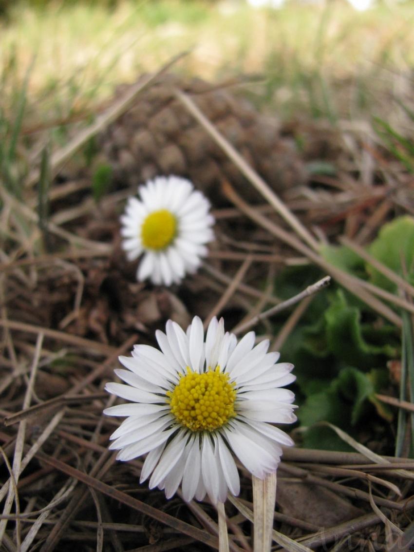 Fleurs