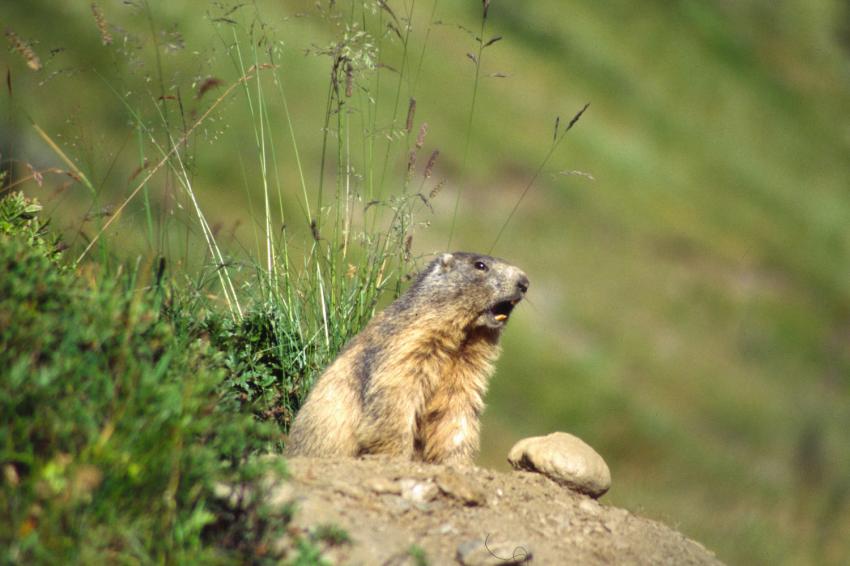 Marmottes