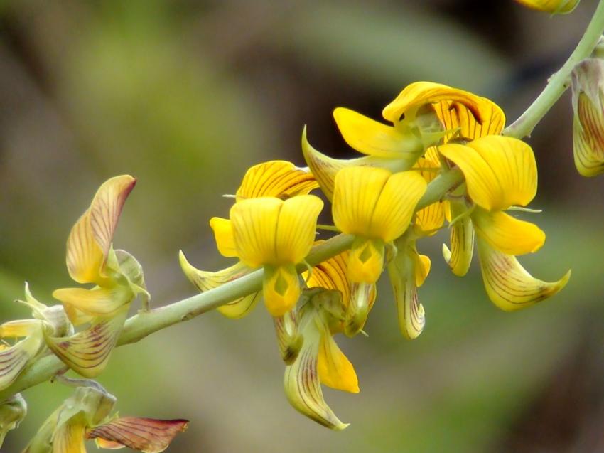 Orchide sauvage