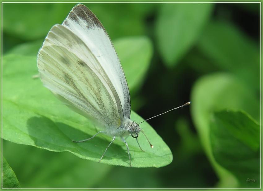 Papillon 9710