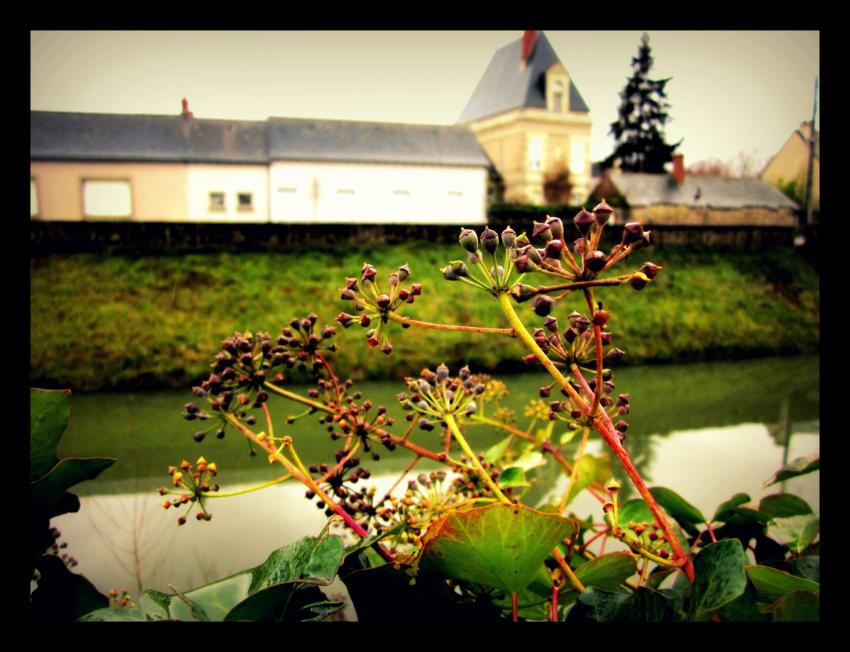 jolie plante au bord de l'Authion