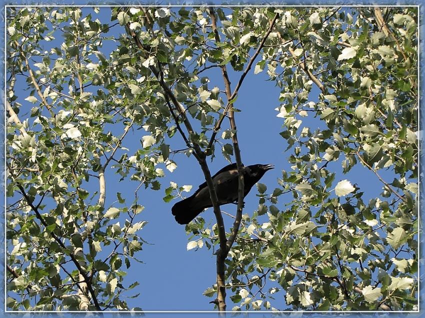 Corneille 2009 2