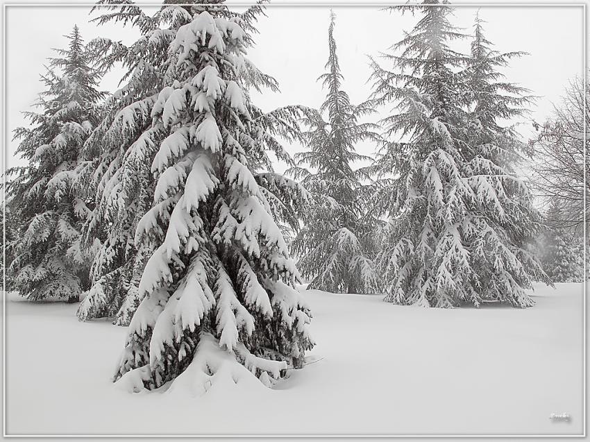Sapin 13210 2