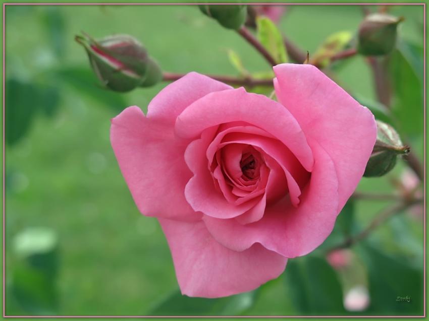 Rose 29509 8