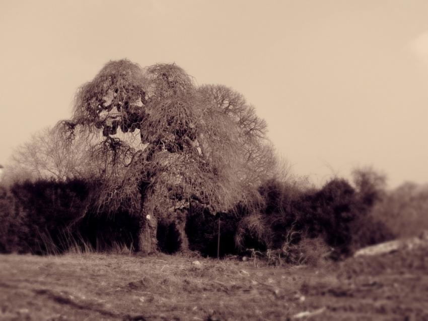 Sophora