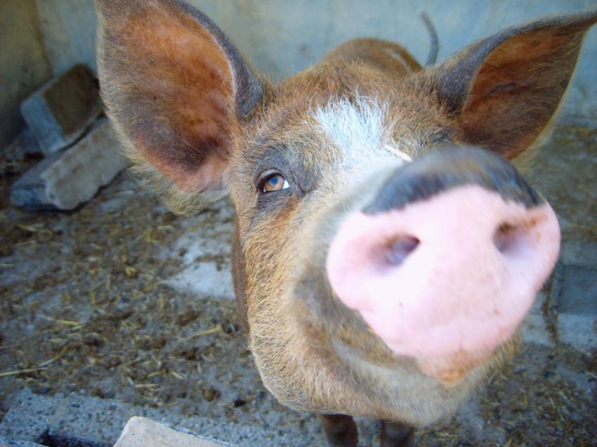 Cochon