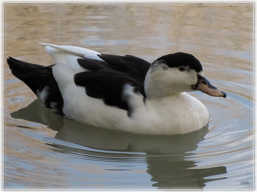 Canard 29310 2
