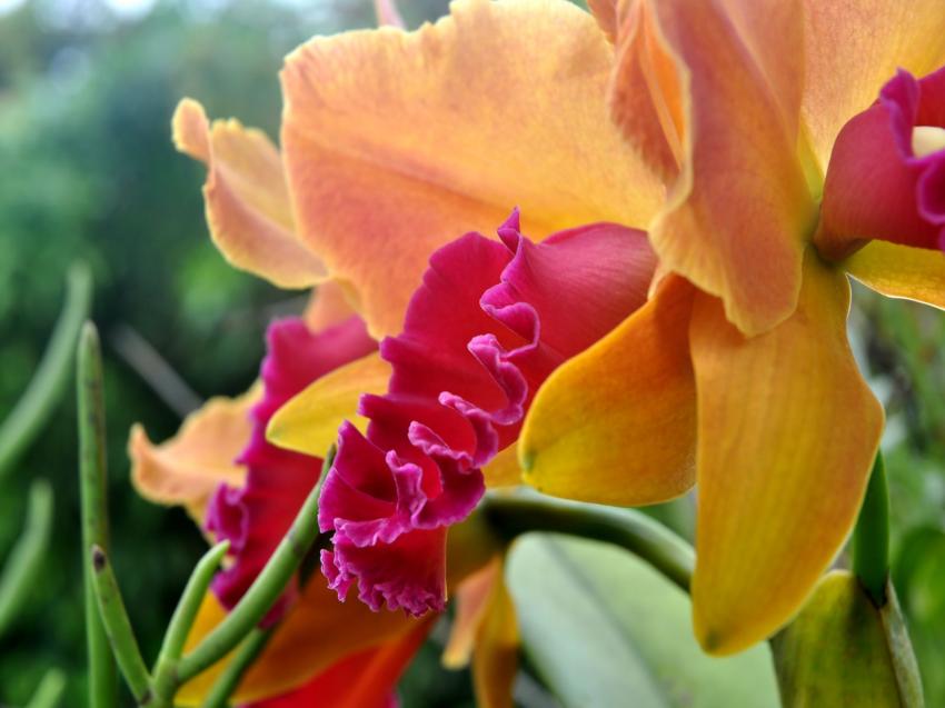 orchide
