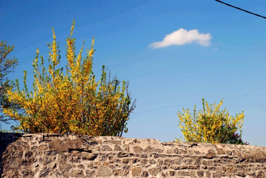 mur en fleurs