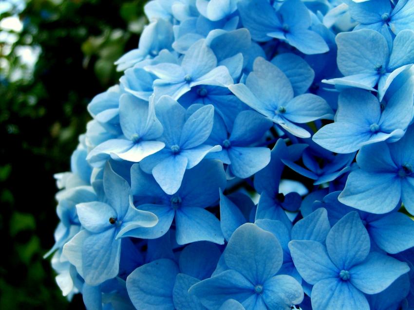 hortensia