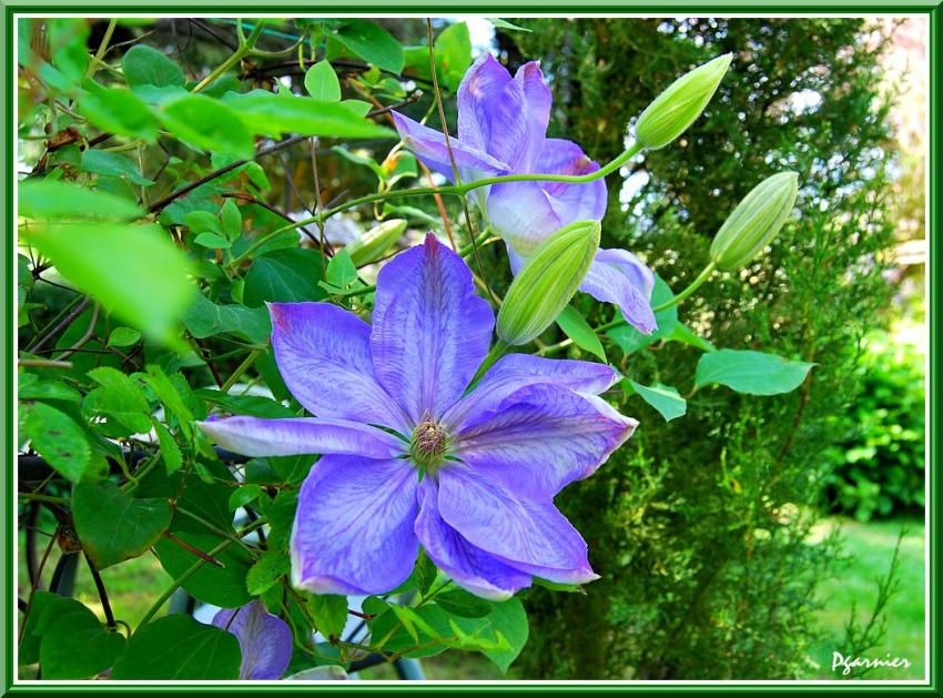 Fleurs de printemps.