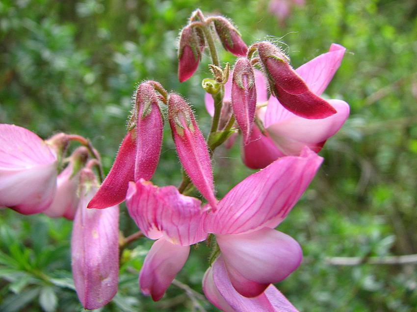 bugrane buisonnante