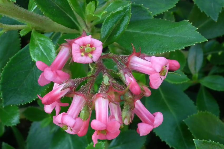 Fleurs d'escallonia