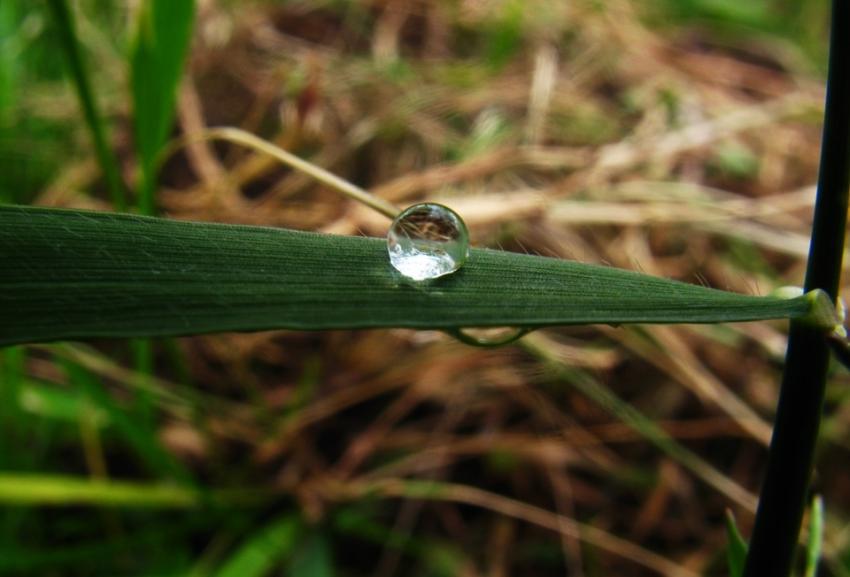 Perles d'eau