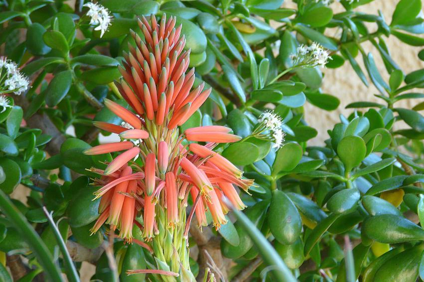 Beauté tropicale
