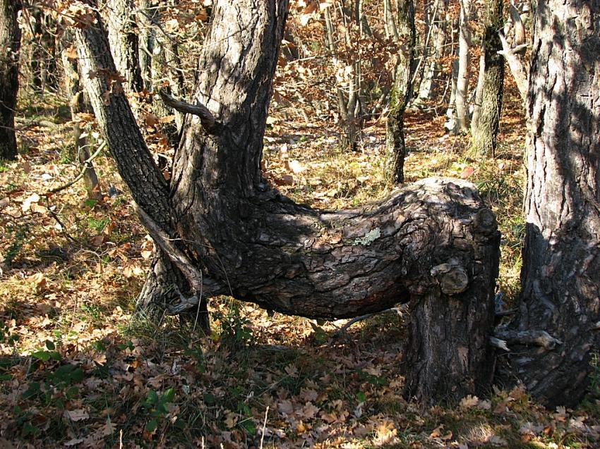 Statue naturelle