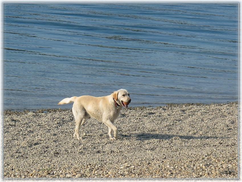 Chien 2
