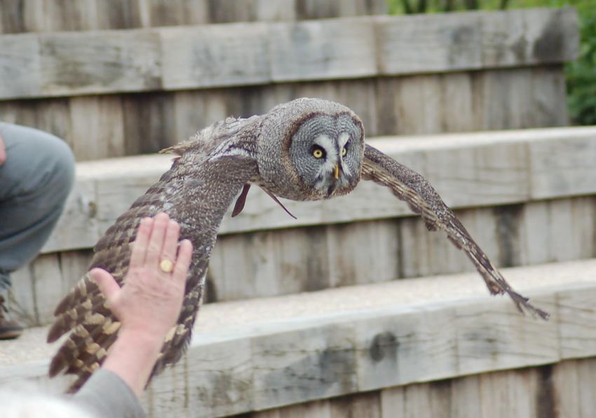 spectacle des oiseaux en vol de villars les dombes