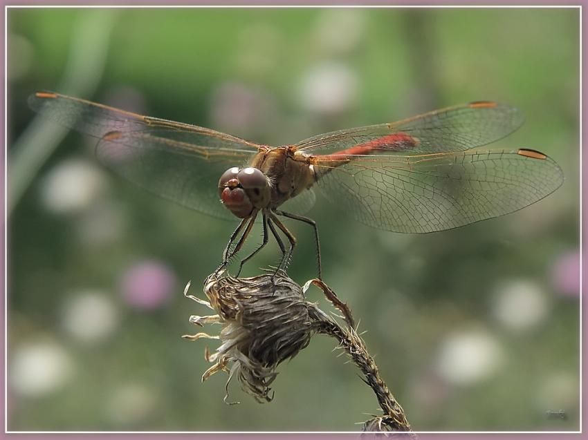 Libellule 18810 2