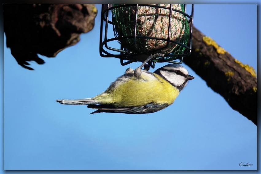 Une msange acrobate