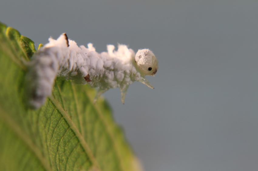 Chenille de coton