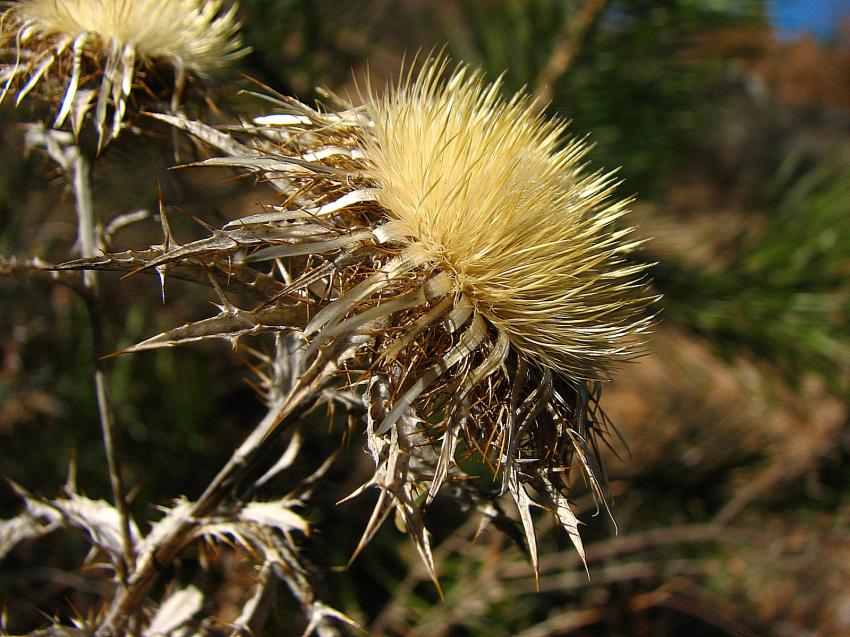 circium vulgare