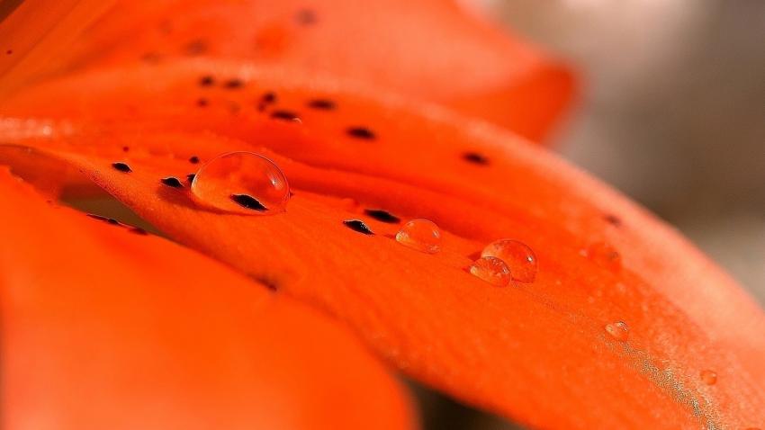 gouttes d'eau sur ptale de lys