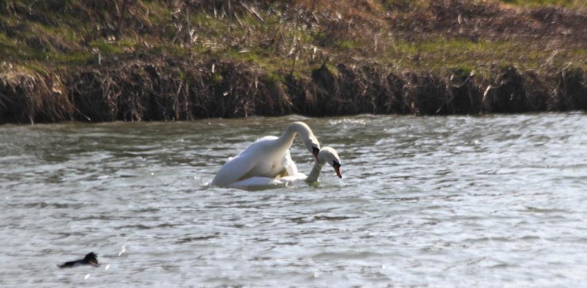 L'accouplement...