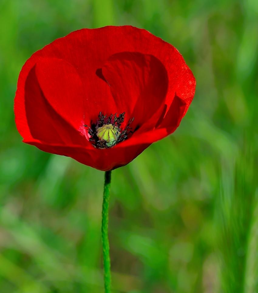 Rouge coquelicot