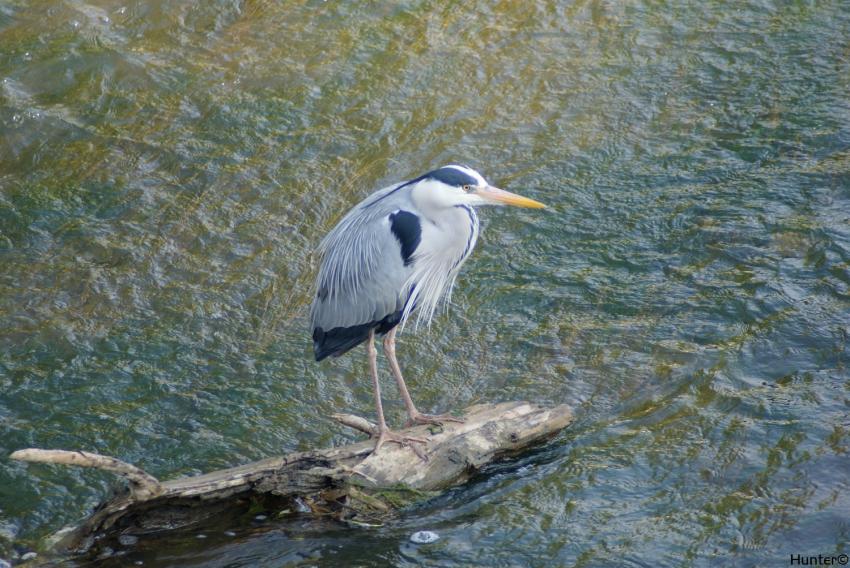 Heron