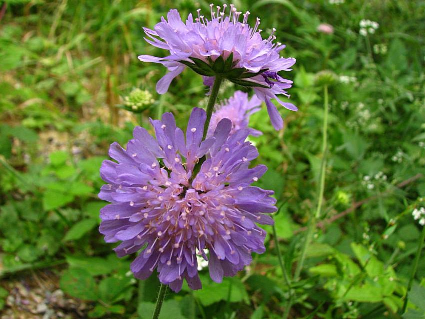knautie des bois 